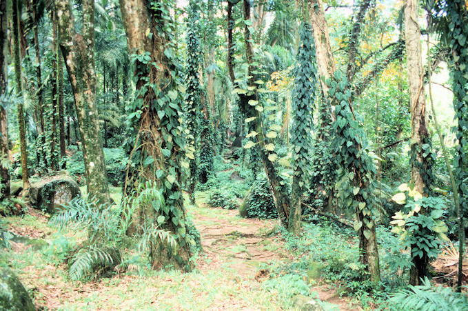 Seychellen 1999-031.jpg